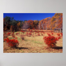 Prado del arándano en otoño impresiones