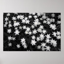 Prados blancos y negros posters