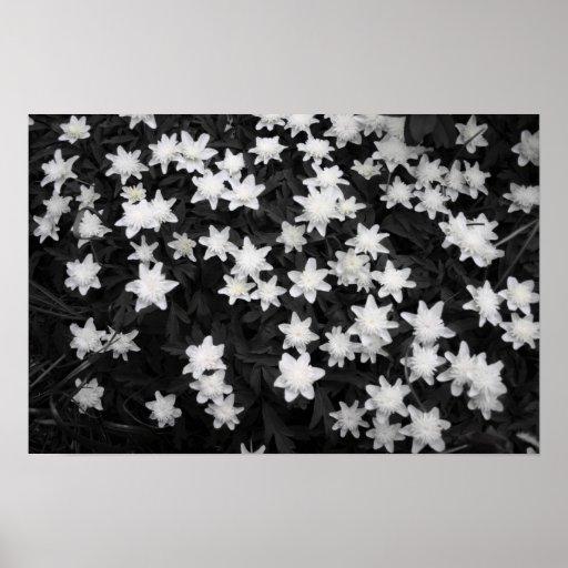 Prados blancos y negros posters