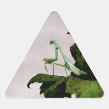 Predicador en un Hydrangea Calcomanías Triangulos