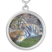 Preparación del tigre grímpola