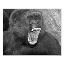 Primate enojado "Patrick " Impresiones Fotograficas