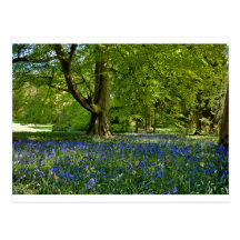 Primavera del Bluebell Tarjetas Postales