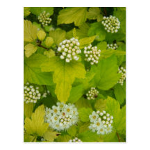 Primavera en Maine Tarjetas Postales