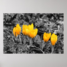 Primavera Impresiones
