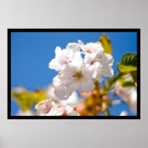 Primavera StarBurst Impresiones