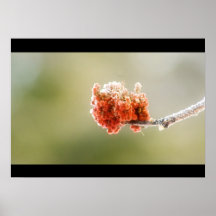 Primavera Sumac Poster