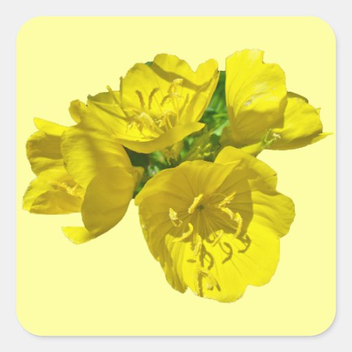 Primaveras amarillas - Sundrops Pegatinas