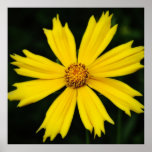 Primer amarillo de la flor del cosmos poster