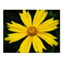 Primer amarillo de la flor del cosmos tarjeta postal