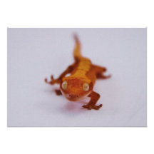 Primer con cresta del Gecko Invitacion Personalizada