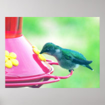 Primer de la alimentación del colibrí posters