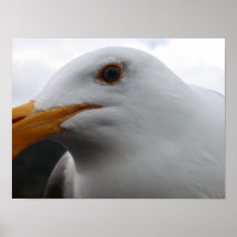 Primer de la cara de la gaviota poster