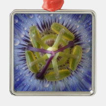 Primer de la flor cubierta de rocio de la pasión.  ornamentos de navidad