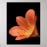 Primer de la flor de Clivia Impresiones