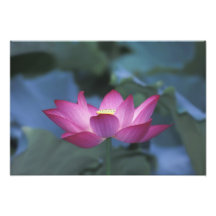 Primer de la flor de loto roja y de hojas verdes, arte fotografico