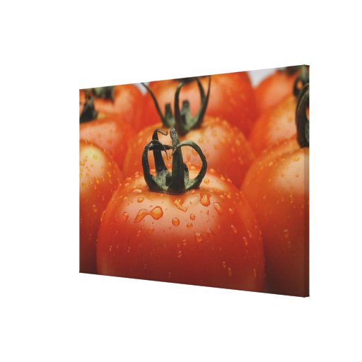 Primer de los tomates 2 impresiones en lona