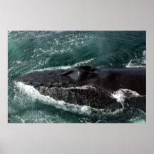 Primer de Wale del Humpback Impresiones