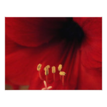 Primer del Amaryllis Fotografias
