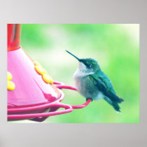 Primer del colibrí en alimentador posters