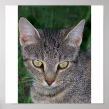 "Primer del gato del gatito del ` de Lil" de Jocel Impresiones