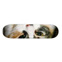 Primer del gato tabla de patinar
