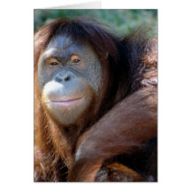 Primer del orangután tarjeton