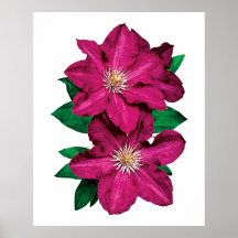 Primer del poster magenta del Clematis