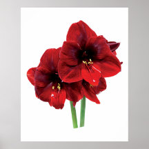 Primer del poster rojo del Amaryllis