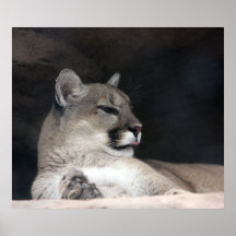 Primer del retrato del león de montaña del puma impresiones