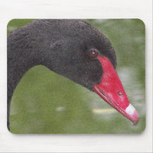 Primer hermoso del cisne negro tapete de ratón