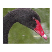 Primer hermoso del cisne negro tarjeta postal