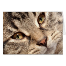 Primer lindo de la cara del gatito del Tabby Tarjetón