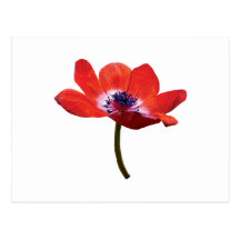 Primer rojo de la amapola postales