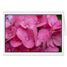 Primer rosado del Hydrangea Felicitaciones