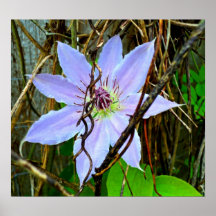 Primera floración del Clematis Impresiones