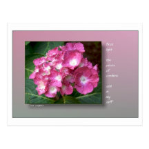 Primera luz con los Hydrangeas Tarjetas Postales