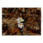Primera muestra de la primavera tarjetas