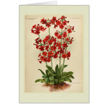 Primula Felicitacion