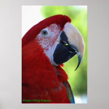 Princesa Green Wing Macaw Impresiones