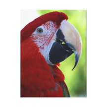 Princesa Green Wing Macaw Lienzo Envuelto Para Galerías