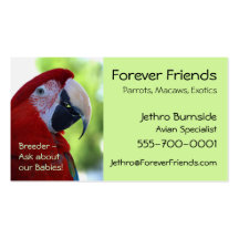 Princesa Green Wing Macaw Plantillas De Tarjeta De Negocio