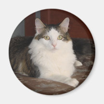 Princesa Himalayan del gato Imán De Frigorífico
