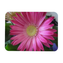 Princesa rosada de la margarita imán rectangular