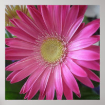 Princesa rosada de la margarita posters