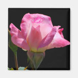 Princesa Rose Magnet Imanes
