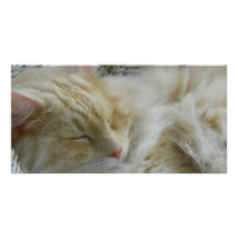 Príncipe durmiente Cat Tarjeta Con Foto Personalizada
