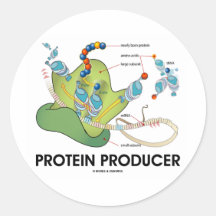 Productor de la proteína (síntesis de la proteína  etiqueta
