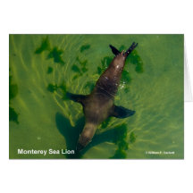 Productos de Monterey California del león marino Felicitaciones