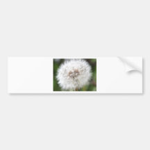 Productos del diente de león de la primavera etiqueta de parachoque